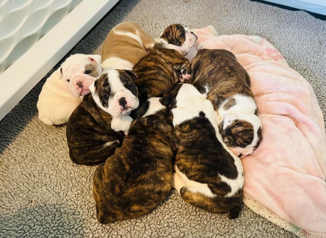 Bulldog Puppies media 7