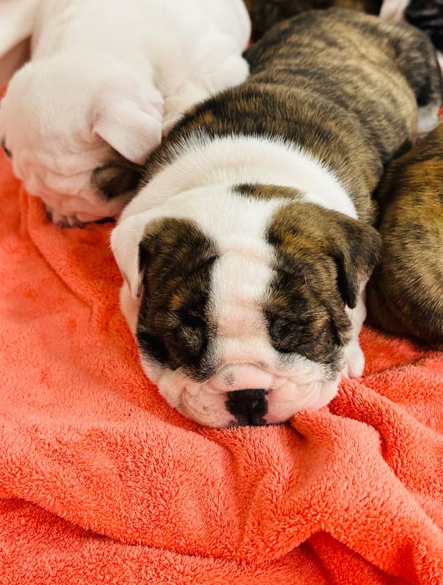 Bulldog Puppies media 8