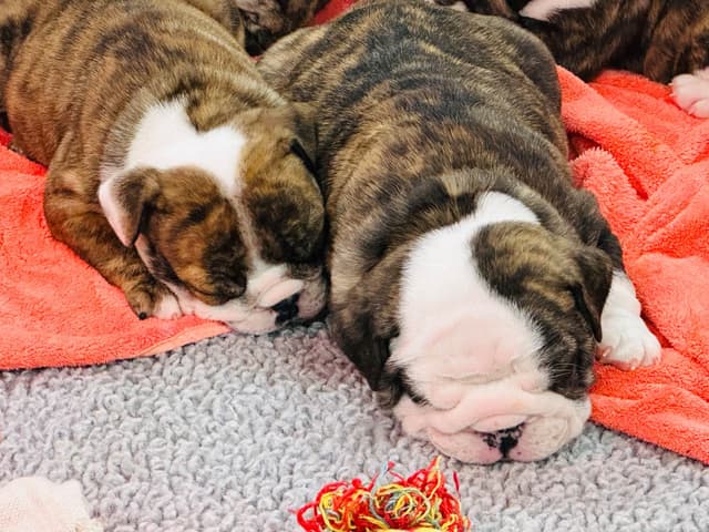Bulldog Puppies media 9
