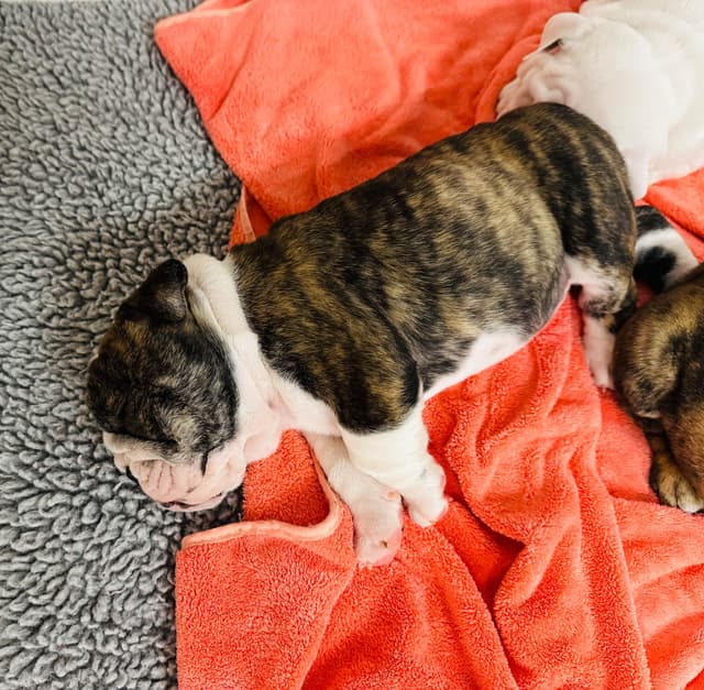 Bulldog Puppies media 10