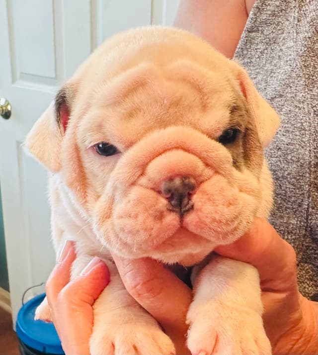Bulldog Puppies media 12