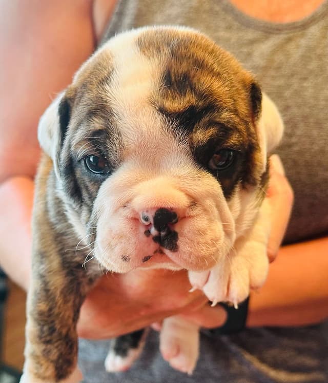Bulldog Puppies media 13