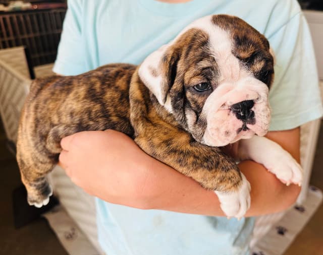 Bulldog Puppies media 14