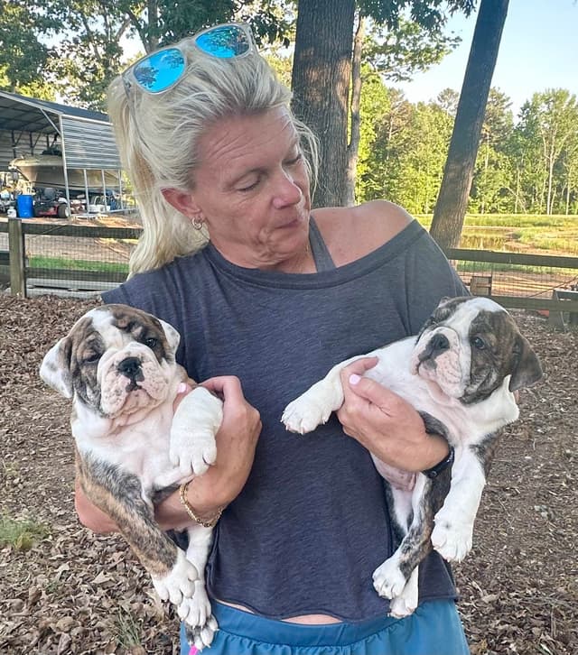 Bulldog Puppies media 15