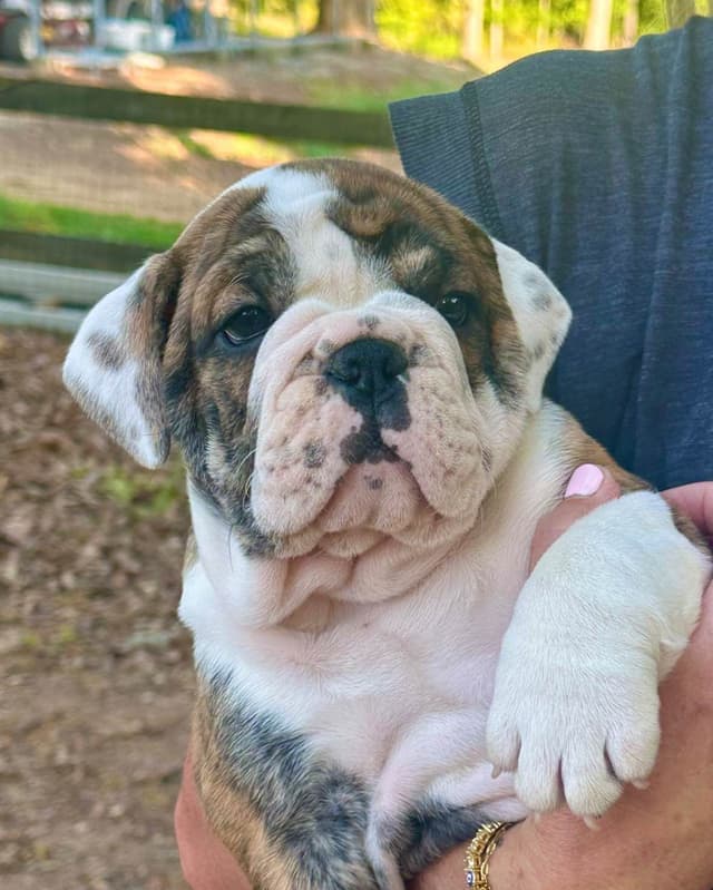 Bulldog Puppies media 16