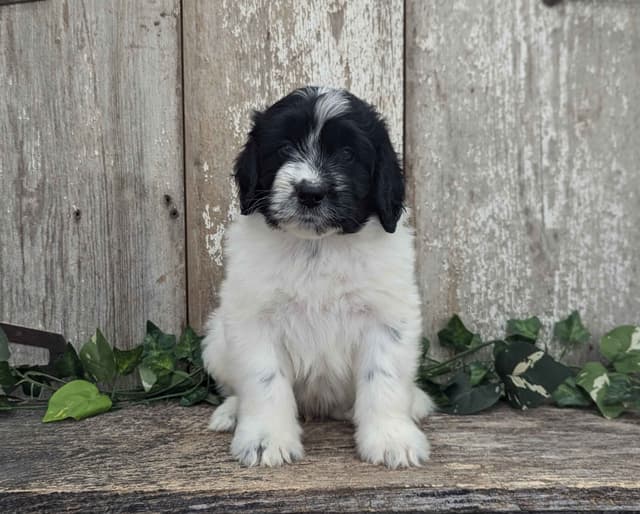 Portuguese Water Dog Puppies media 2