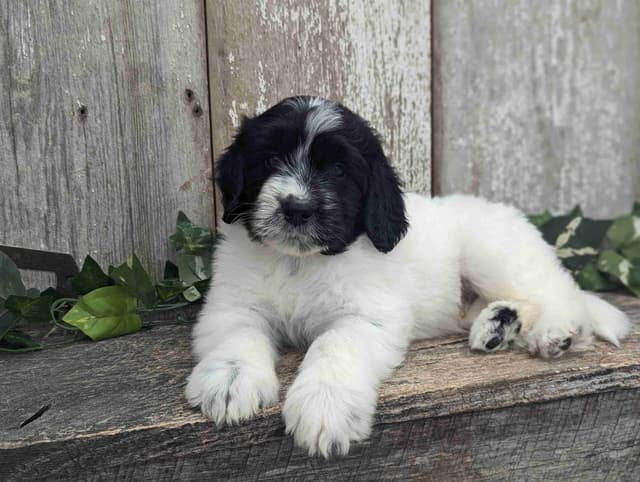 Portuguese Water Dog Puppies media 4