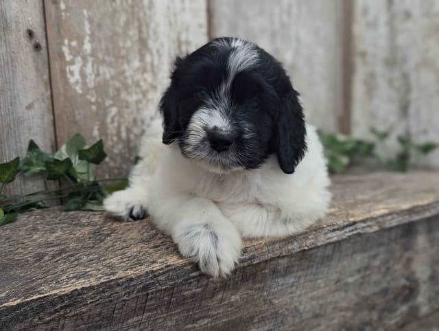 Portuguese Water Dog Puppies media 5