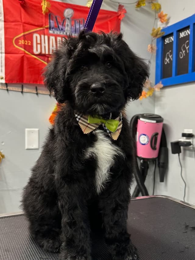 Portuguese Water Dog Puppies media 6