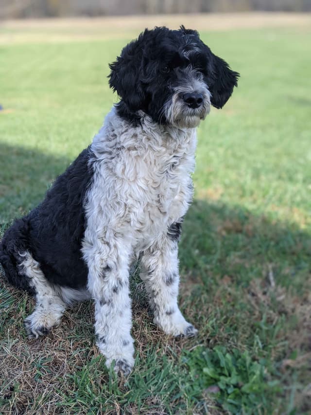 Portuguese Water Dog Puppies media 7