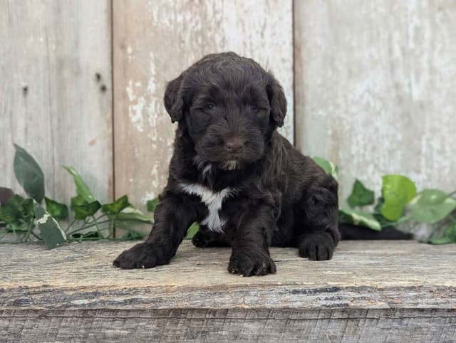 Portuguese Water Dog Puppies media 3