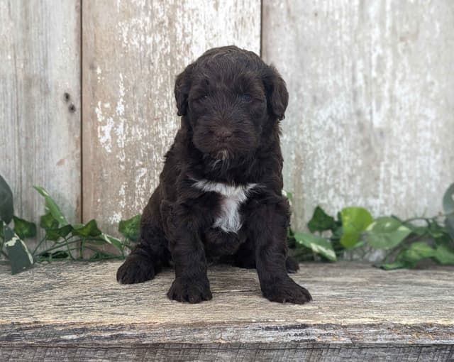 Portuguese Water Dog Puppies media 4