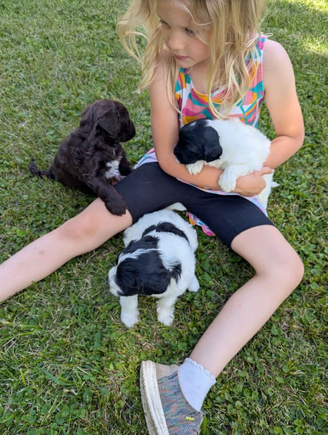 Portuguese Water Dog Puppies media 5