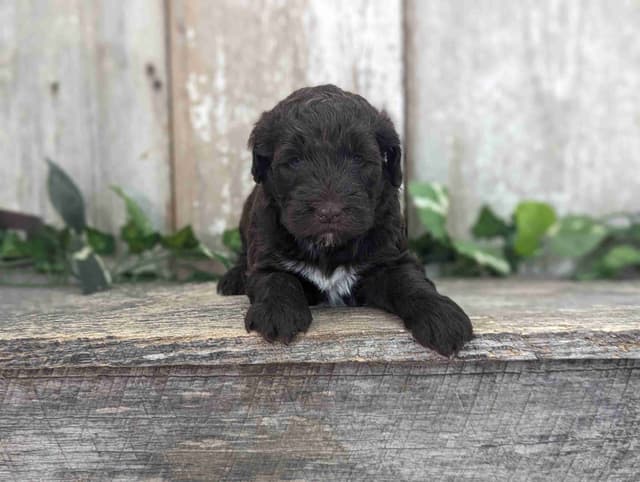 Portuguese Water Dog Puppies media 6