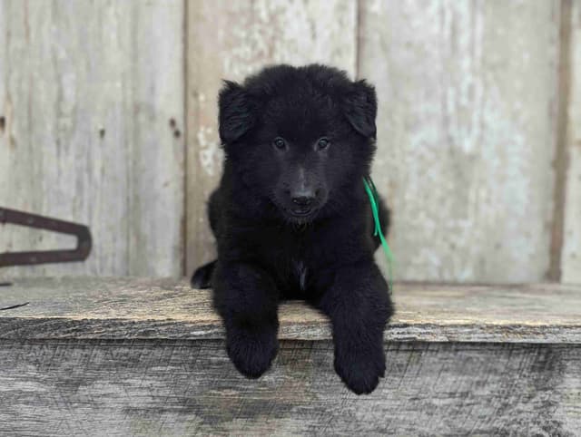 Belgian Sheepdog Puppies media 3