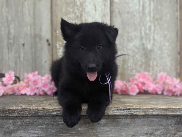 Belgian Sheepdog Puppies media 4