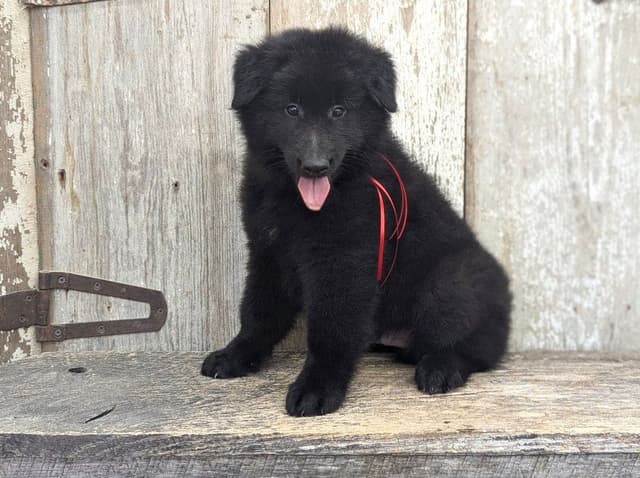 Belgian Sheepdog Puppies media 5