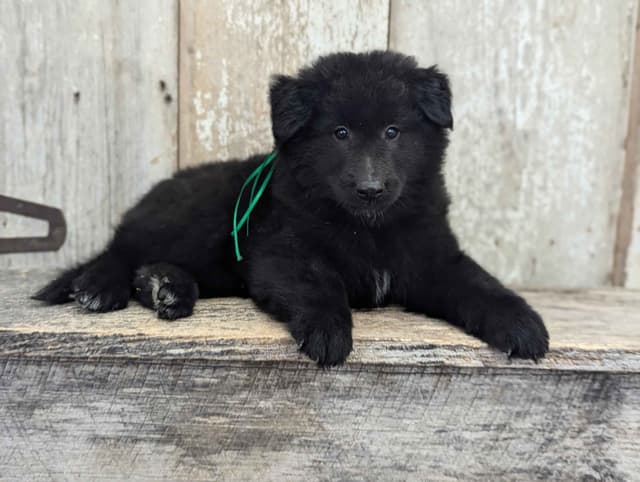 Belgian Sheepdog Puppies media 6