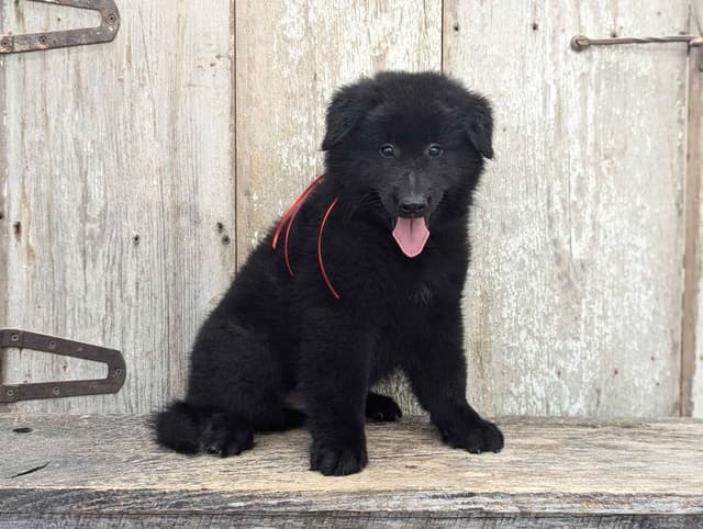 Belgian Sheepdog Puppies media 7