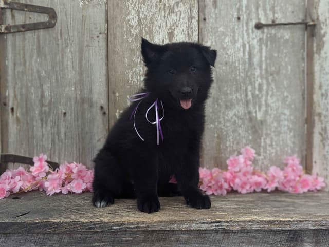 Belgian Sheepdog Puppies media 8