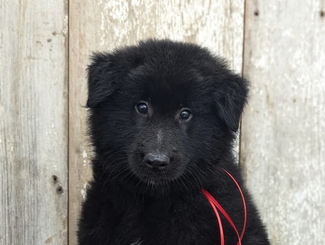 Belgian Sheepdog Puppies media 9