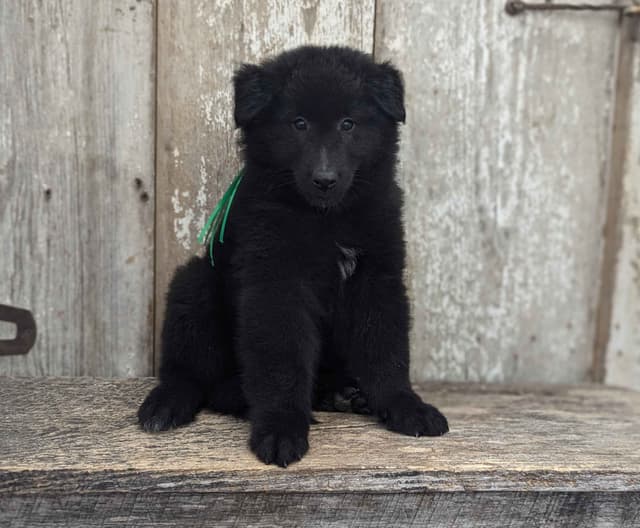 Belgian Sheepdog Puppies media 10