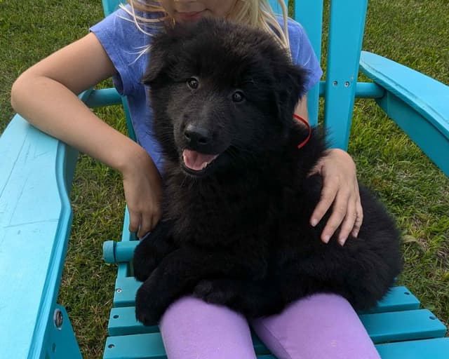 Belgian Sheepdog Puppies media 11