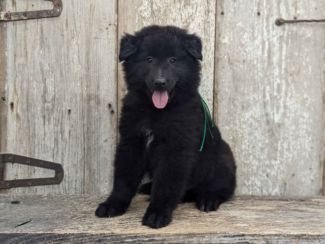 Belgian Sheepdog Puppies media 12