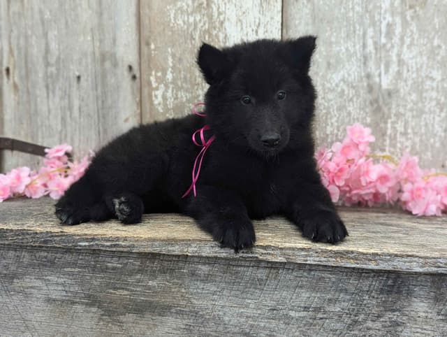 Belgian Sheepdog Puppies media 13