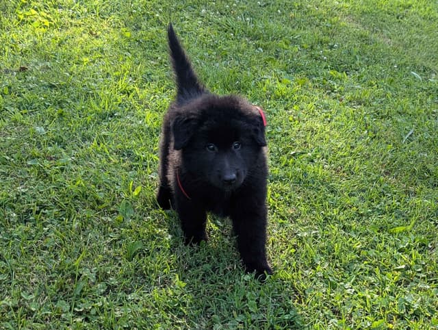 Belgian Sheepdog Puppies media 14