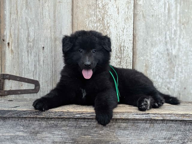 Belgian Sheepdog Puppies media 16