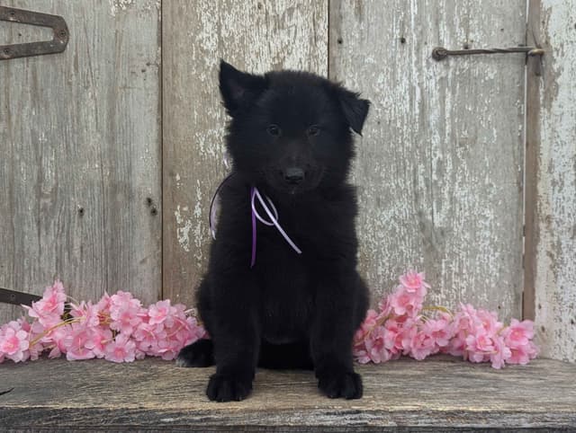 Belgian Sheepdog Puppies media 15