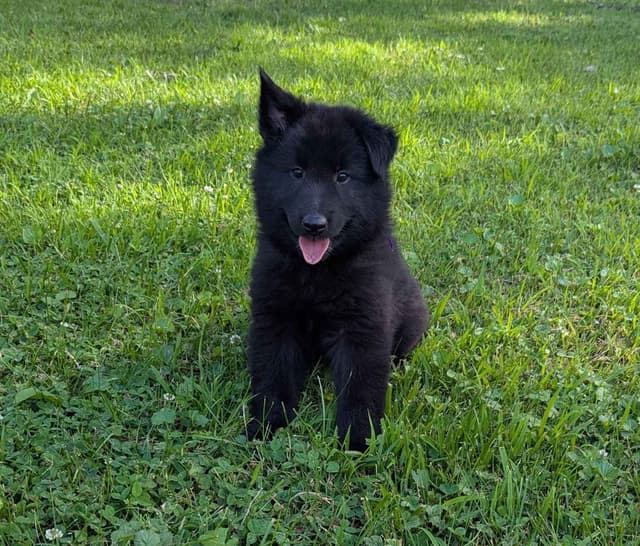 Belgian Sheepdog Puppies media 17