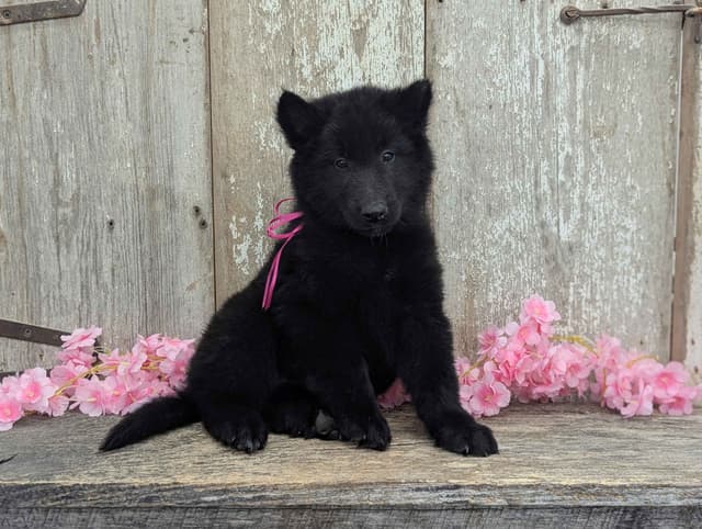 Belgian Sheepdog Puppies media 18