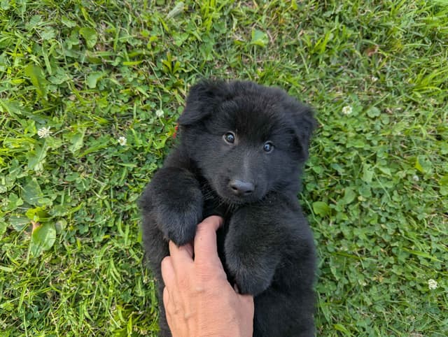 Belgian Sheepdog Puppies media 19