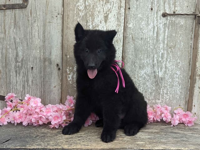 Belgian Sheepdog Puppies media 20