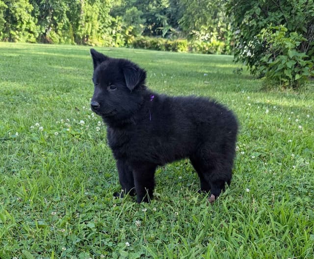 Belgian Sheepdog Puppies media 21