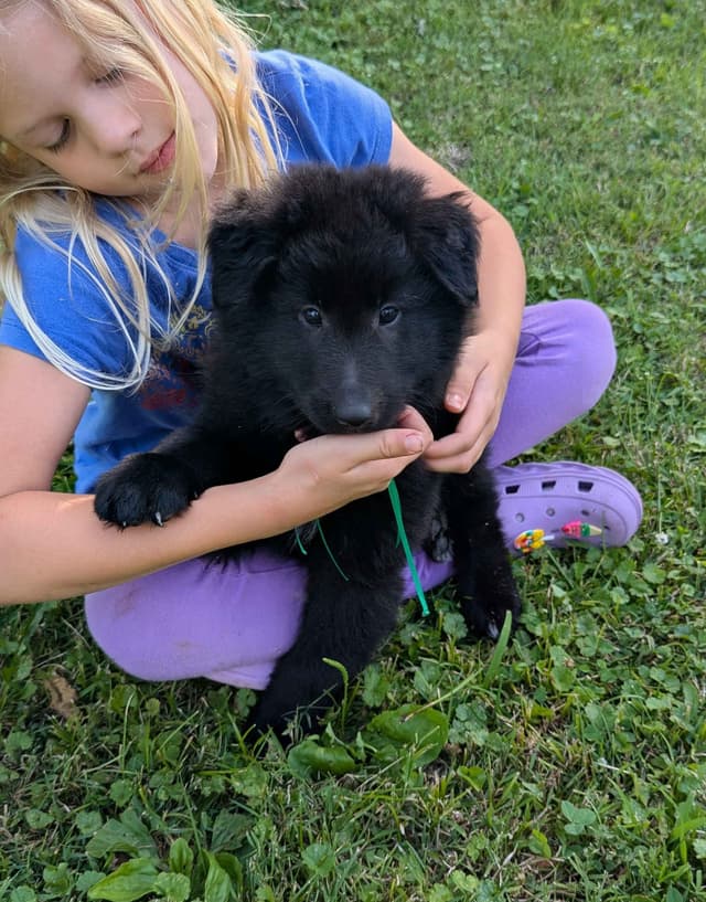Belgian Sheepdog Puppies media 22
