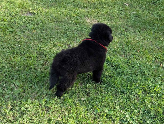 Belgian Sheepdog Puppies media 23