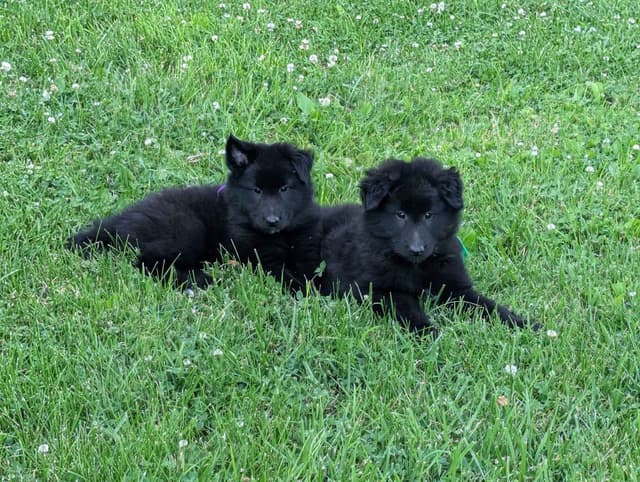 Belgian Sheepdog Puppies media 24