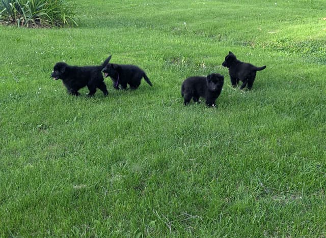 Belgian Sheepdog Puppies media 25