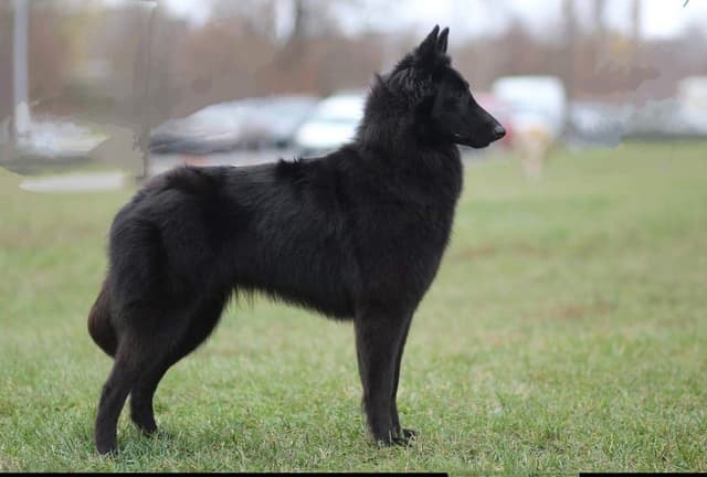 Belgian Sheepdog Puppies media 26