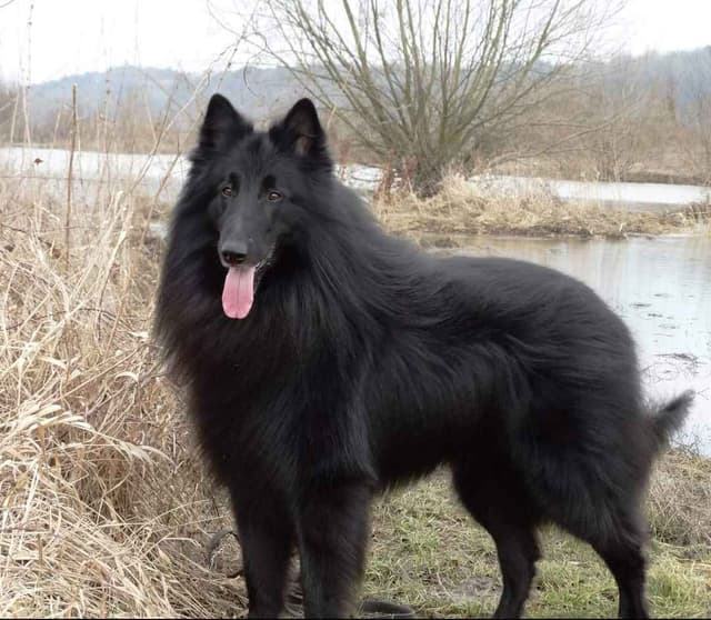 Belgian Sheepdog Puppies media 27