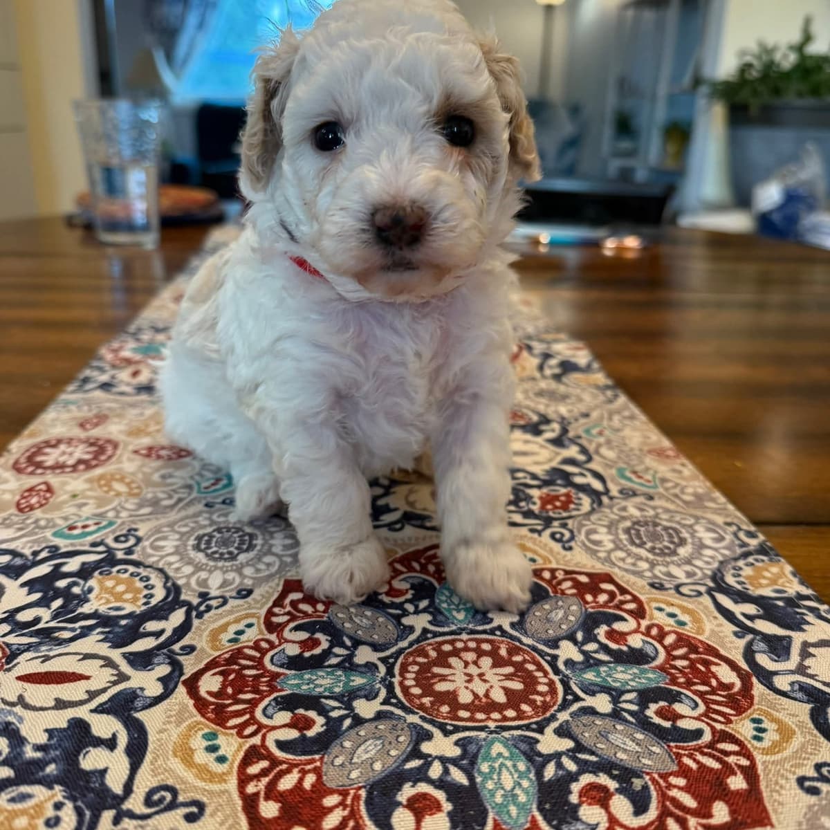 Cute as a Button Toy Poodle Puppies breeder image 5