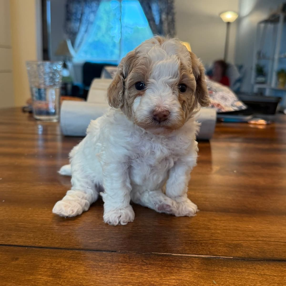 Cute as a Button Toy Poodle Puppies breeder image 3