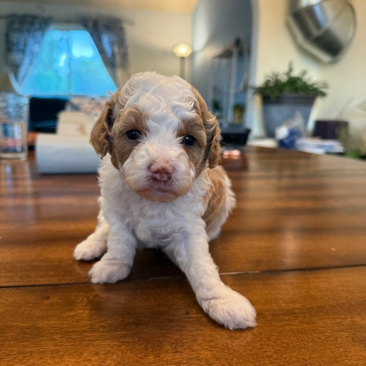 Cute as a Button Toy Poodle Puppies breeder image 6