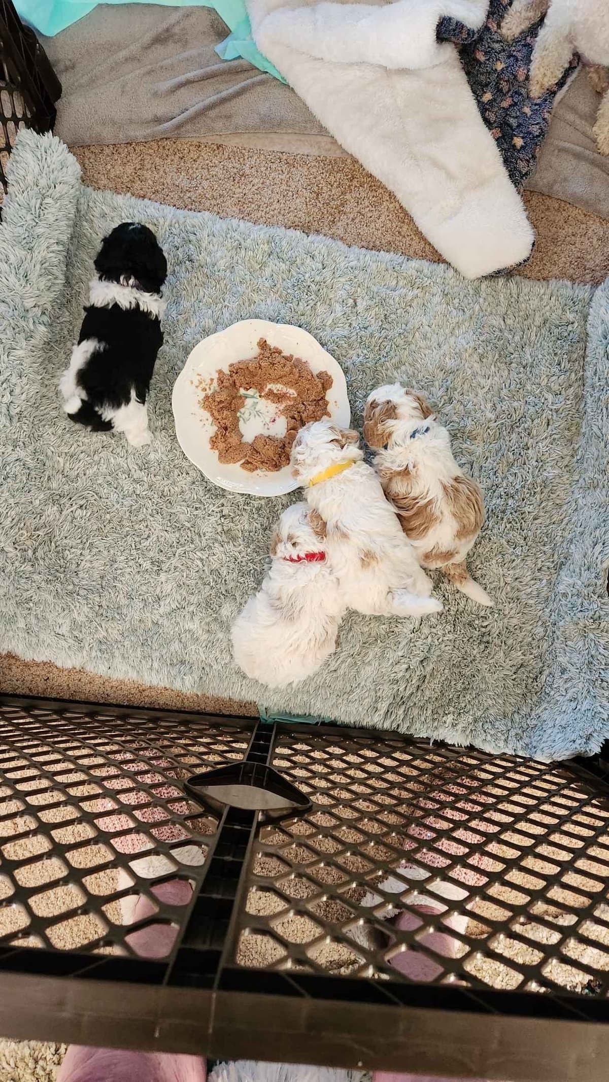 Cute as a Button Toy Poodle Puppies breeder image 4