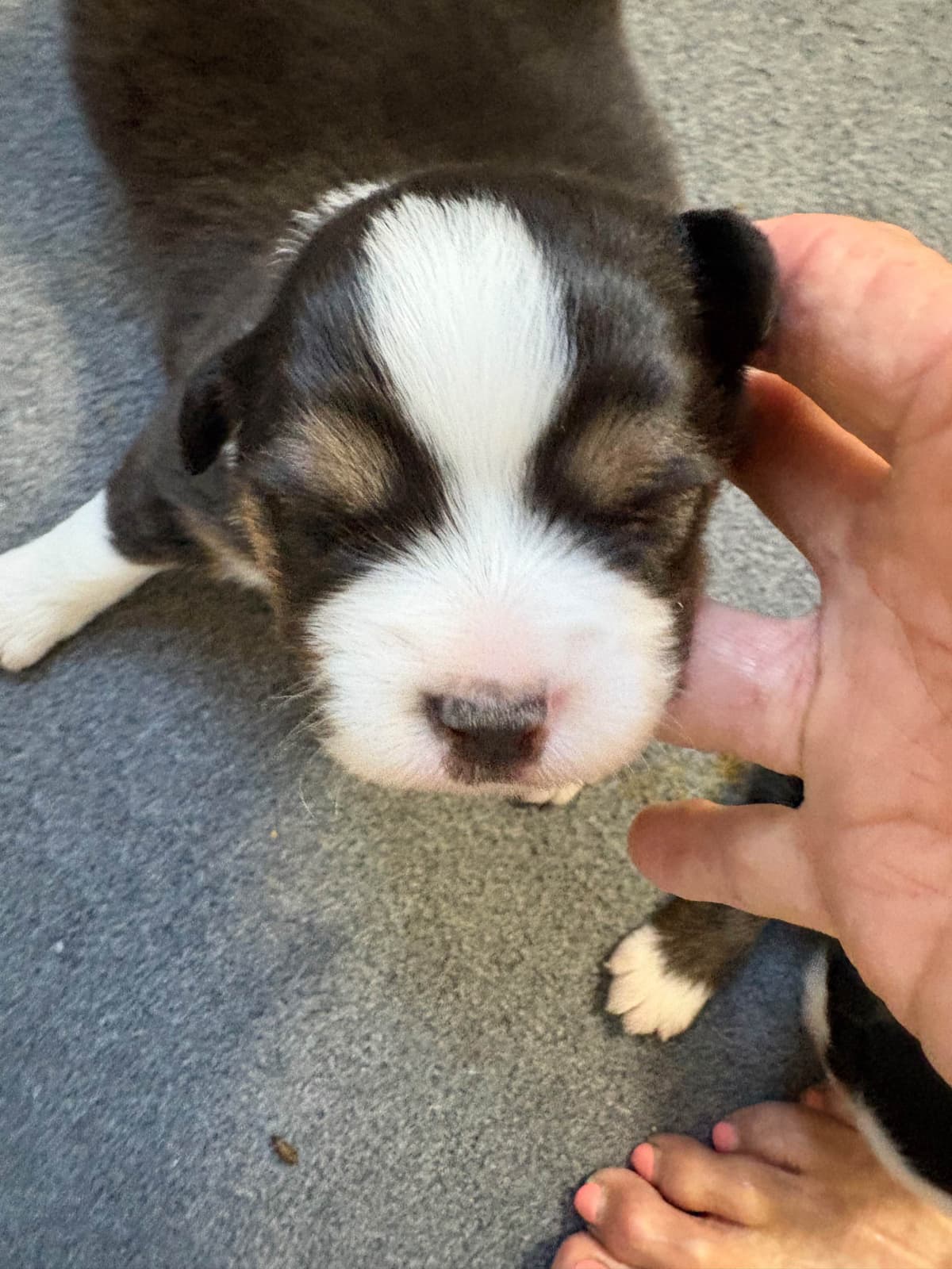 Miniature American Shepherd Puppies breeder image 1