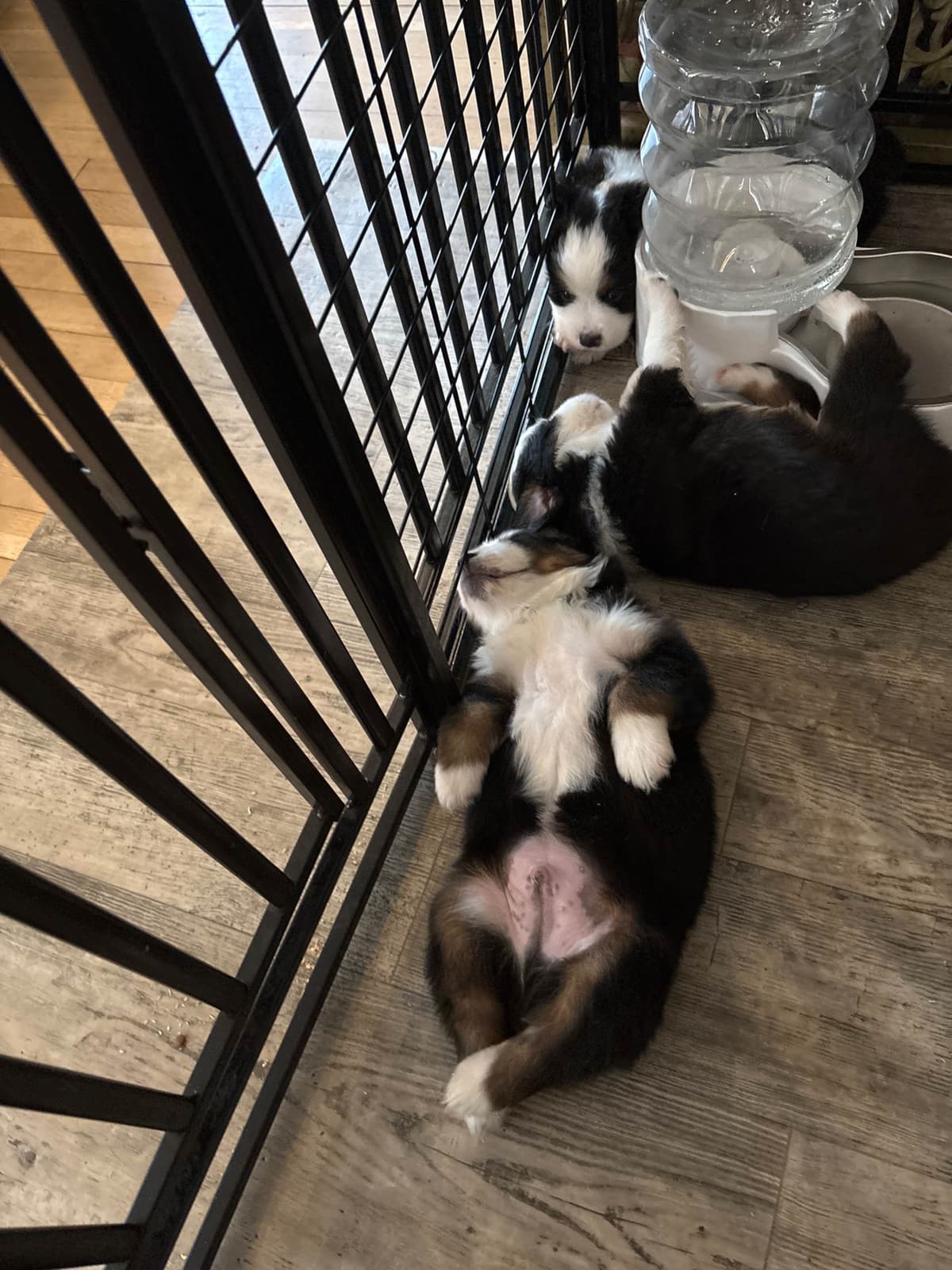 Miniature American Shepherd Puppies breeder image 2