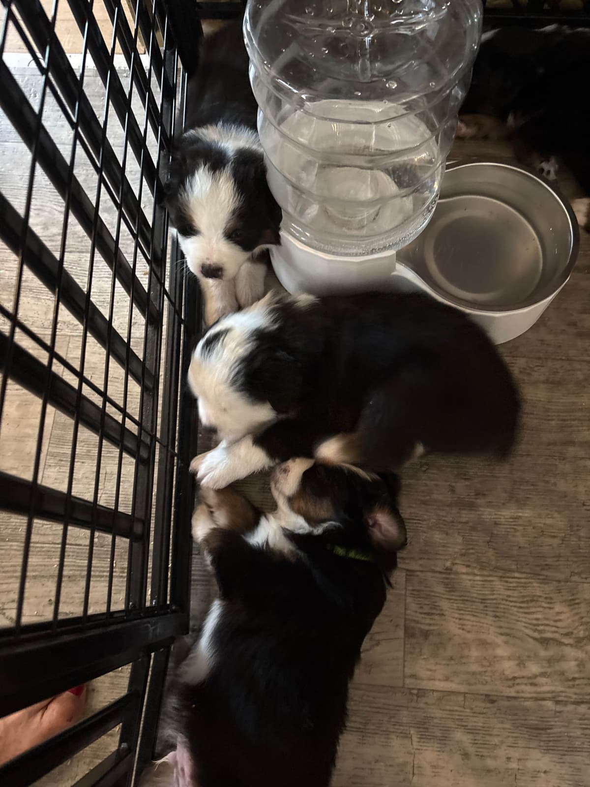 Miniature American Shepherd Puppies breeder image 3